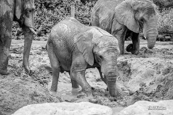 An African Elephant playing in a mud hole at the Kansas City Zoo & Aquarium.