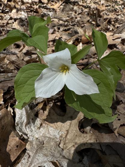 A white trillium flower growing on the forest floor.