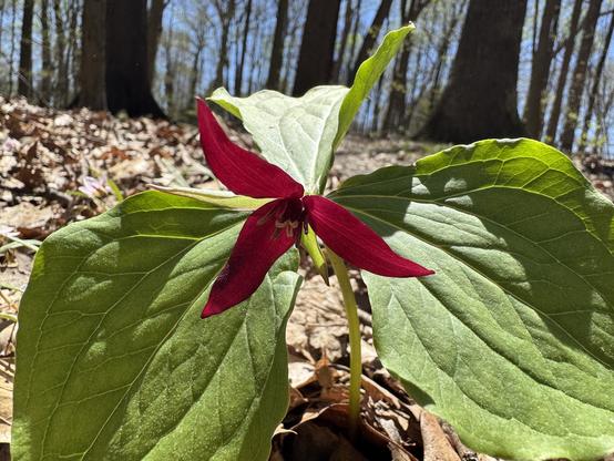 A red trillium flower on the forest floor.