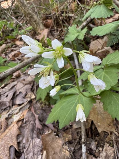 A cluster of broadleaf toothwort flowers