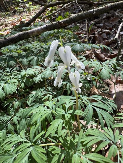 A cluster of squirrel corn flowers growing in the woods.
