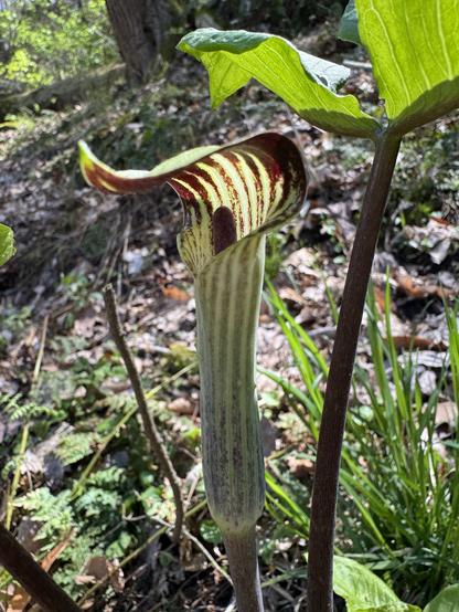 A jack in the pulpit flower growing on the side of a ravine.