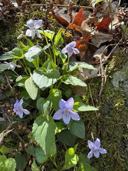 A cluster of longspur violets growing on a mossy hillside.