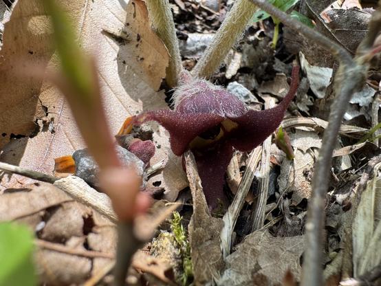 A wild ginger flower among the stems and leaf litter on the forest floor.