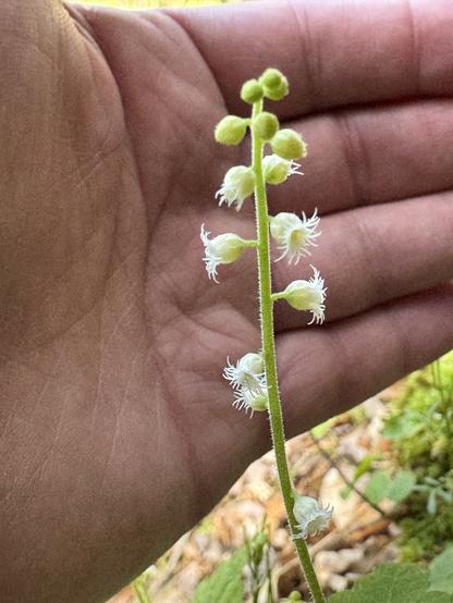 A raceme of small white bishop’s cap flowers with my hand behind it (so the camera would focus)