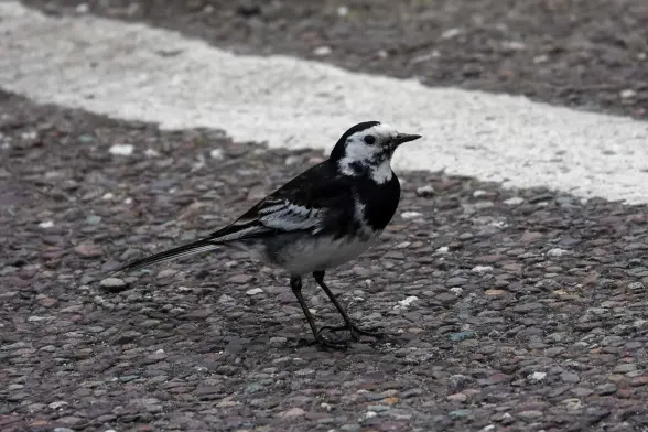 Pied wagtail on tarmac car park