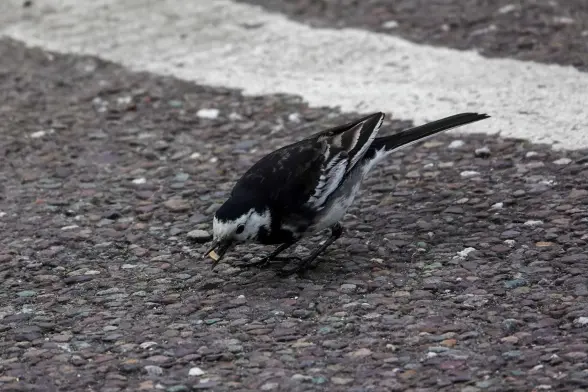 Pied wagtail found something to eat at car park