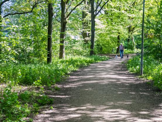 A person walking two dogs on a wooded path in Huizen, Netherlands.