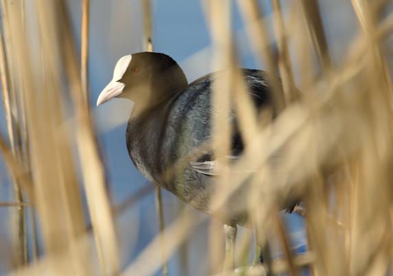 Hinter gelben Schilfhalmen sieht man von der Seite einen schwarzen, runden Vogel mit weißem Schnabel, einer weißen Blässe auf der Stirn und rotem Auge. Der Hintergrund ist blau (Wasser).