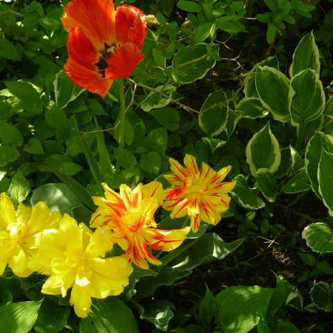 A variety of blooming tulips, seen from above, with hosta and violets beneath.