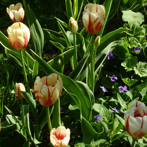 More tulips, from above, with blooming violets beneath.
