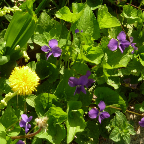 A close-up of violets, sharing space with a rogue dandelion.