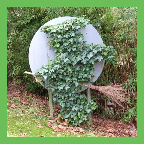 Photo of ivy in the shape of a witch riding a broomstick