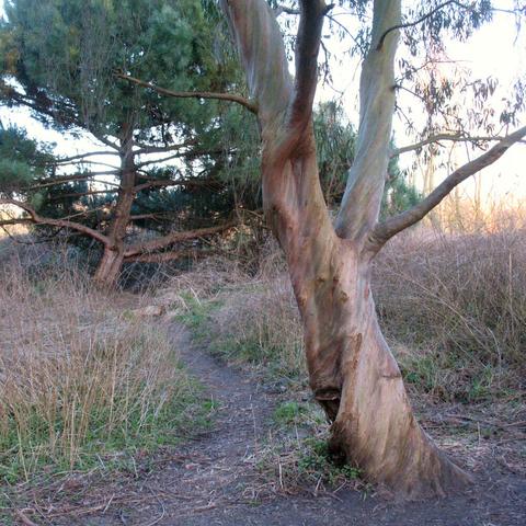 Photo of a tree that looks like it's laughing and dancing and another tree in the back that seems to be moving, dancing, or running towards it.