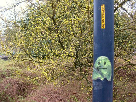Photo of a forsythia tree with a drawing of a grumpy ghost on a street sign or lantern pole and an arrow inside the ghst drawing pointing to the left.