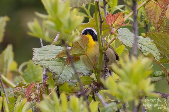 With an expression somewhere between curiousity and annoyance, a little masked warbler stretches to peer at us out of a cluster of leaves.