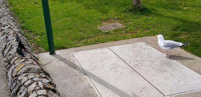 a seagull and some starlings gather for some dropped food