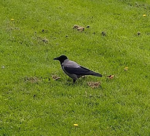 a hooded crow and a cracker on some grass.