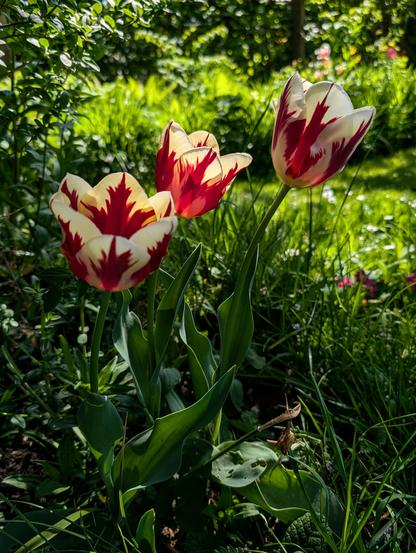 Drei rot-weiß geflammte Tulpen in einem sonnenbeschienenen Garten, umgeben von üppigem Grün und lichtdurchfluteter Wiese.