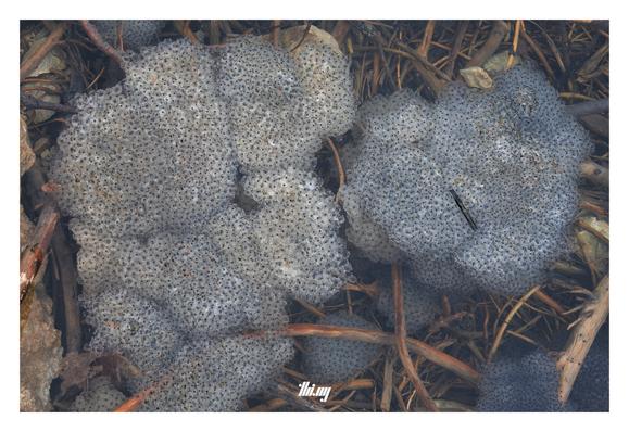 Close-up view of large clouds/clusters of frog spawn floating in the shallow crystal clear water of a mountain lake. Sticks and rocks on the ground below.