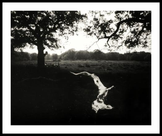 A dead tree branch starkly presented as white against a dark background. A parkland is visible in the distance.