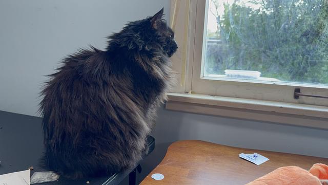 A fluffy cat is sitting on a table, gazing out a window. The background features greenery visible through the window, and there are scattered items on the table.