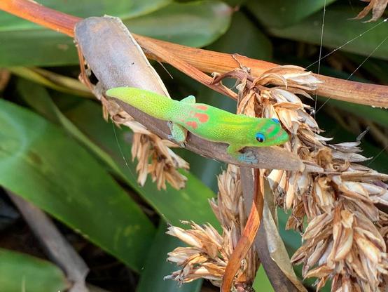 A colorful gecko, mostly bright green with brown spots and wild blue eyes, sits on a left branch.