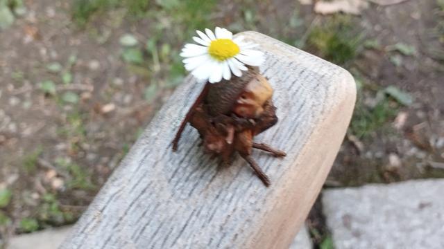 Un petit personnage fait avec un gland, des brindilles pour les bras et un chapeau pâquerette. Le gland a une excroissance cornue