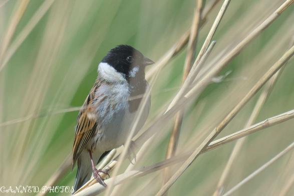 A Reed Bunting with a black head and white cheek perches on a dry reed stem, surrounded by tall grass.