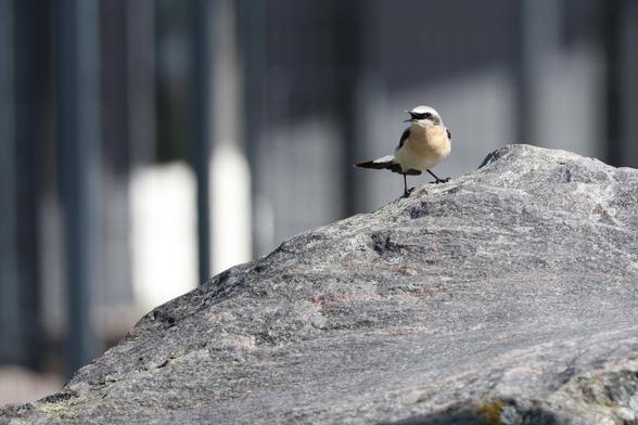 A photo of northern wheater singing on a rock on a sunny spring day.
