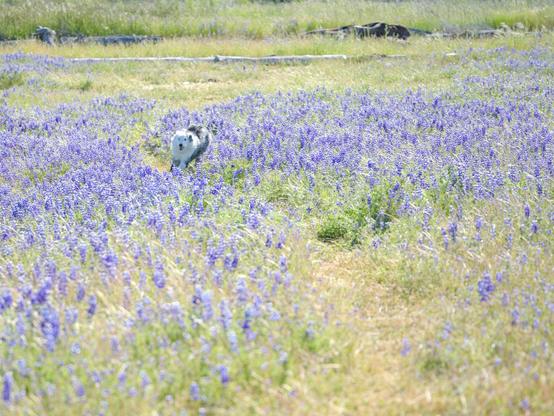 mini australian shepherd running through a field of purple flowers
