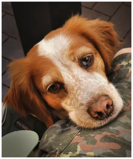 Formatfüllendes Kopfporträt eines kleinen, braun-weiß gescheckten Jagdhundes, der seine Schnauze leicht schräg auf den in grünem Camouflage bekleideten Oberschenkel eines Menschen abgelegt hat, der neben dem Hund in einem Gartenstuhl sitzt.  Vom Menschen ist nur ein kleines Stück des Oberschenkels zu sehen, den Blick des Hundes könnte man als melancholisch, sehnsüchtig oder fragend und herzerwärmend interpretieren.