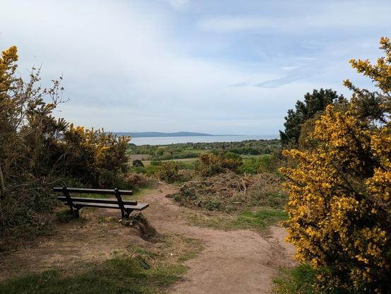 A scenic view features a wooden bench surrounded by yellow flowering shrubs, overlooking a lush green landscape with distant water under a partly cloudy sky.