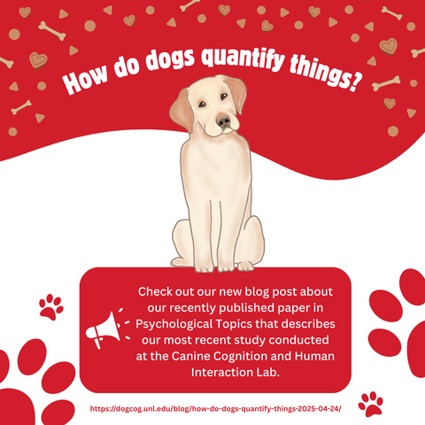 Graphic with stylized yellow lab and title How do dogs quantify things? Check out our new blog post about our recently published paper in Psychological Topics that describes our most recent study conducted at the Canine Cognition and Human Interaction Lab. https://dogcog.unl.edu/blog/how-do-dogs-quantify-things-2025-04-24/
