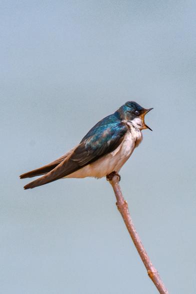 A vibrant TreeSwallow yelling from a branch