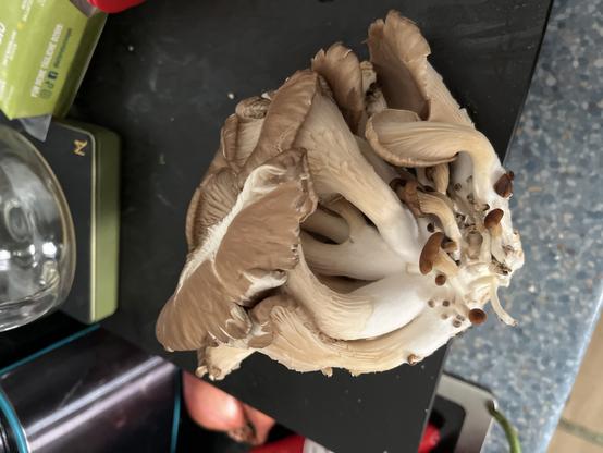 Ein Foto von einem großen Austernpilz-Fruchtkörper am Stück. Also mehrere Fruchtkörper verbunden mit einem Stamm, 150g am Stück.