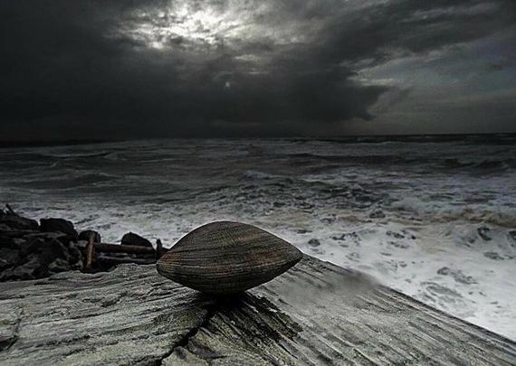 A picture of a clam resting on a piece of wood, close to the sea. A dark storm is seen at the distance.