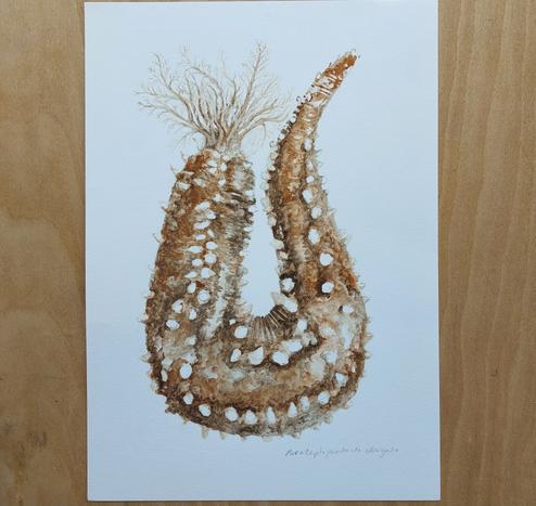 A U-shaped sea cucumber painted in mud from the sea