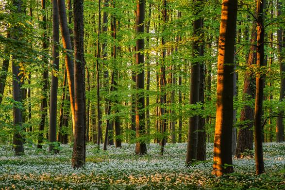 Bärlauchwald beim Sonnenuntergang