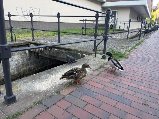 Eine männliche und weibliche Ente stehen auf einem Backsteinweg in der Nähe einer Steinkante, mit einer Taube in der Nähe. Im Hintergrund zeigt eine Wand Graffiti und ein Kanal ist sichtbar.
