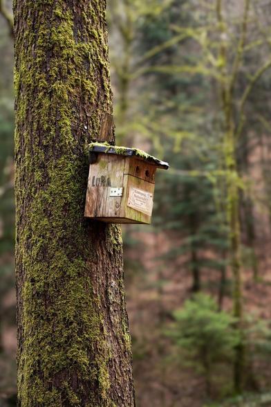 Nahaufahme eines mit Moos bewachsenen Baumstamms, an dem ein aufgehängtes Vogelhaus befestigt ist. Vorne am Haus hängt ein Schild von einem Kindergarten.
Das kleine quadratische Vogelhaus ist aus Holz, es hat ein kleines, schützendes Dach und zwei kleine, runde Eingänge für Vögel. Der Hintergrund des Bildes ist unscharf, zeigt einen dichten Wald mit vielen Bäumen und Sträuchern.
