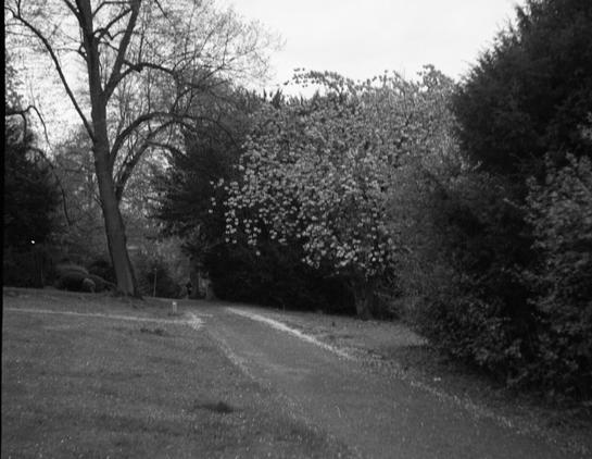 Black and white photo of a public park with trees and a grassy area. There is some noticable motion blur from camera movement.