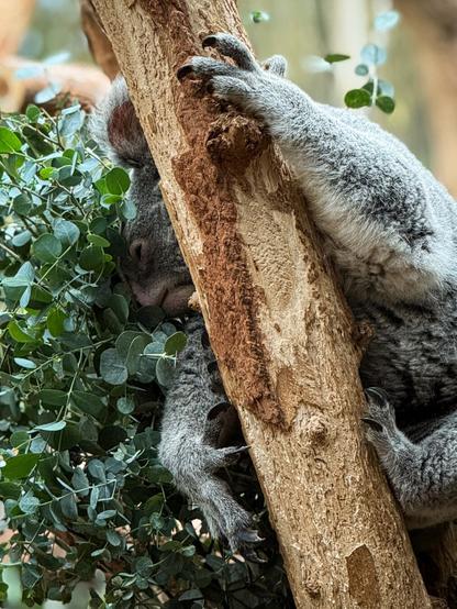Koala on a tree