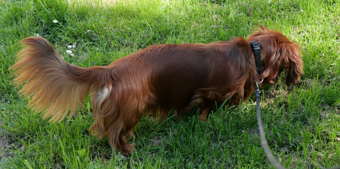 red-brown dachshund standing in grass 
head down inspecting some insect
tail up showing off long hair perfectly