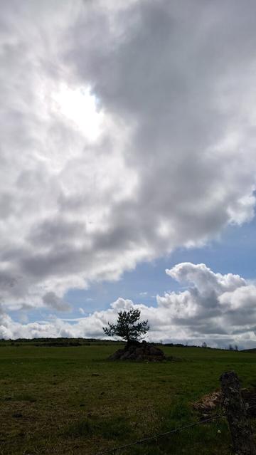 Un arbre seul sur une crête des monts d'Aubrac