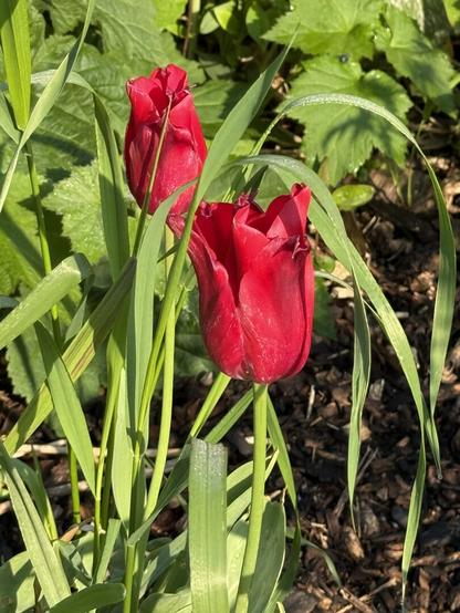 Red tulips in a community garden