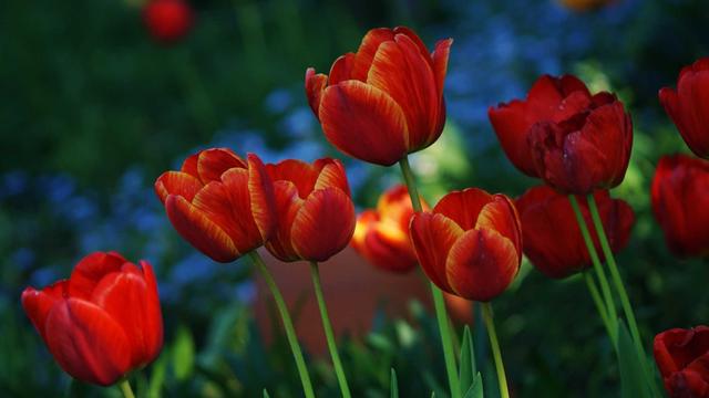 Red and orange tulips, close-up
