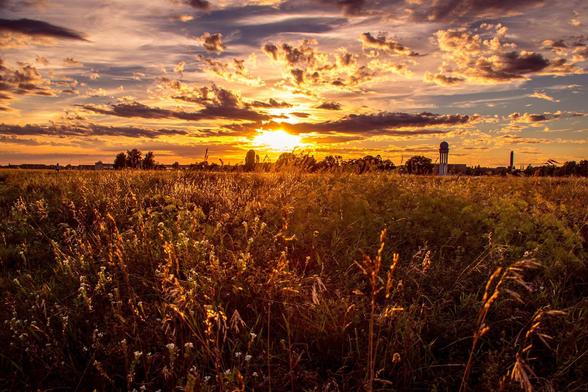 Sonnenuntergang über dem Tempelhofer Feld, die Halme glühen im Gegenlicht