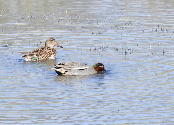Twee wintertalingen in een ondiep stukje water, de voorste in het midden van de foto is een man die met de snavel in het water is, daar schuin achter zit een mevrouw.