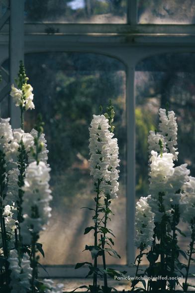 Snapdragons lit by the sunlight entering the greenhouse at Phipps Conservatory.